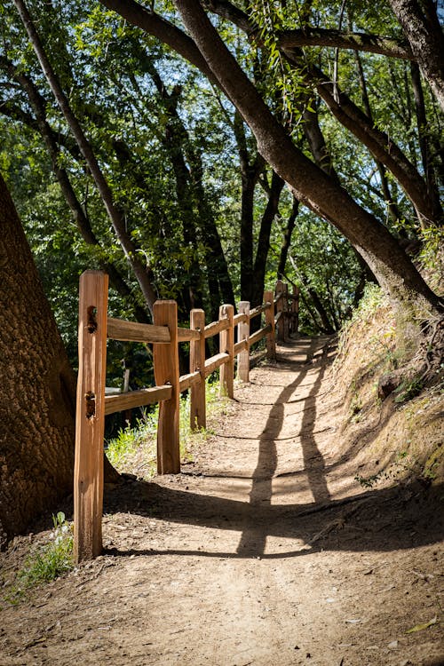 Wooden Railing on Forest Trail · Free Stock Photo