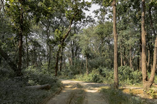 бесплатная Бесплатное стоковое фото с деревья, джунгли, за городом Стоковое фото