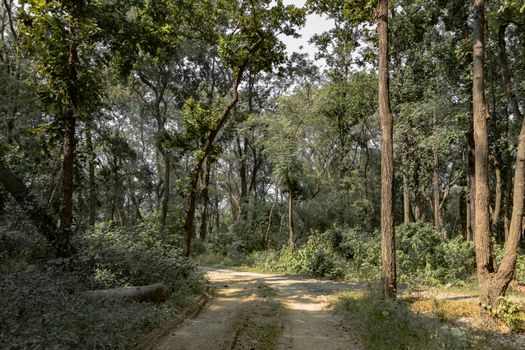 Chitwan jungle safari for rhinos — Nepal