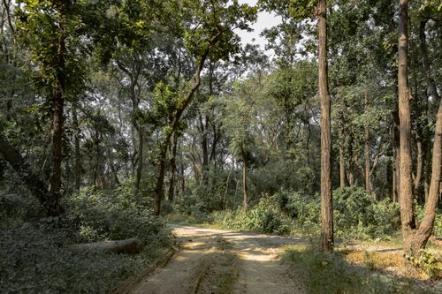 Free Tranquil forest trail in Nepal, showcasing lush greenery and serene natural beauty. Stock Photo