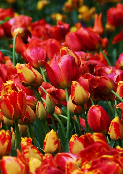 Field Full Of Red Tulips