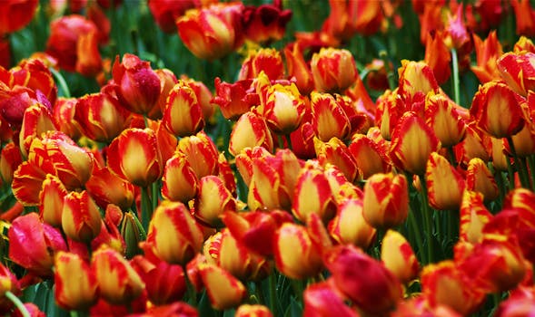 A stunning close-up of red and yellow tulips in full bloom, capturing their vibrant colors.