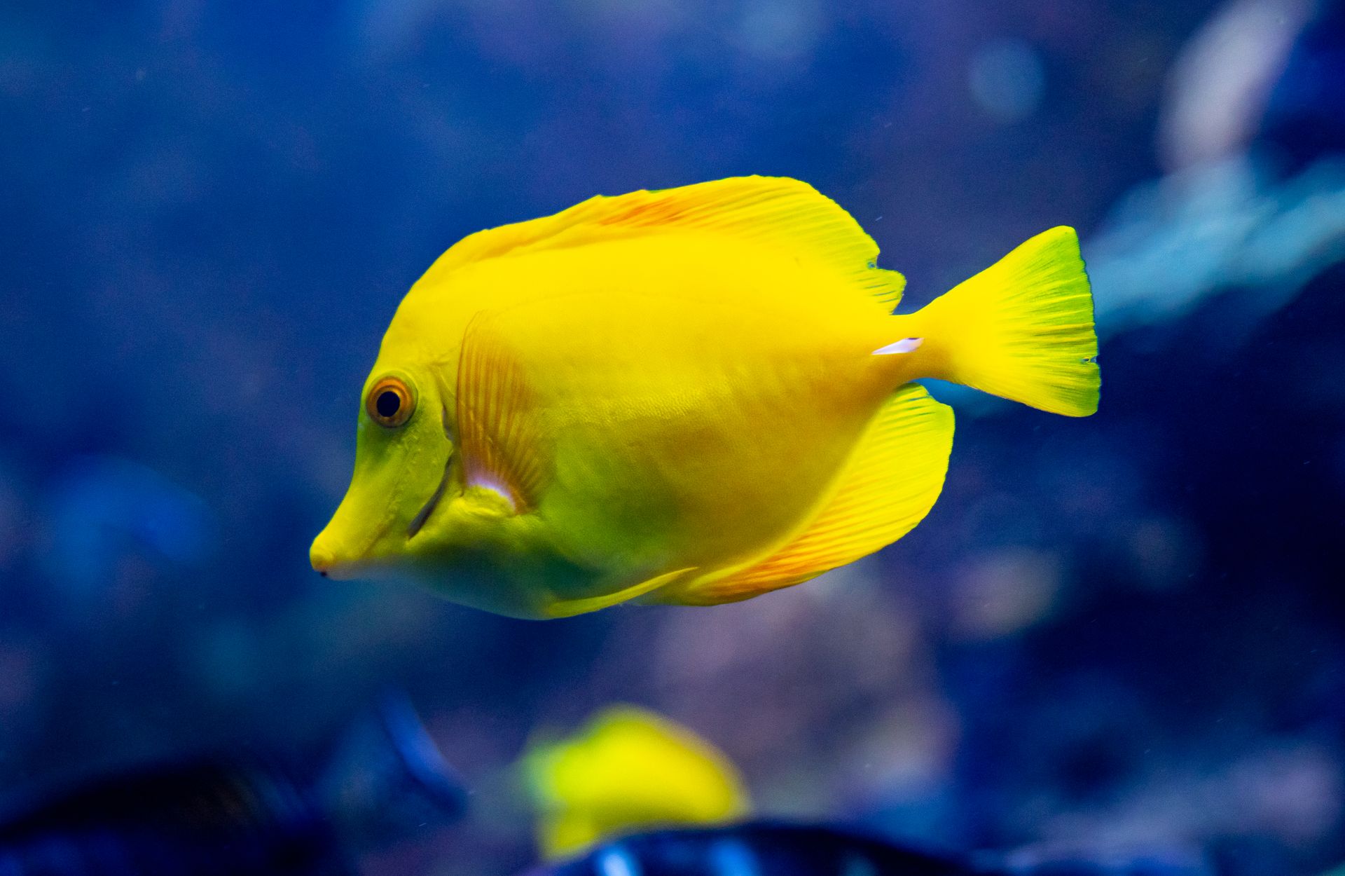 Close-up of a vibrant yellow tang fish swimming in an aquarium setting.