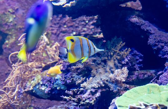 A beautiful close-up of a Copperband Butterflyfish swimming amongst colorful corals in an underwater setting.