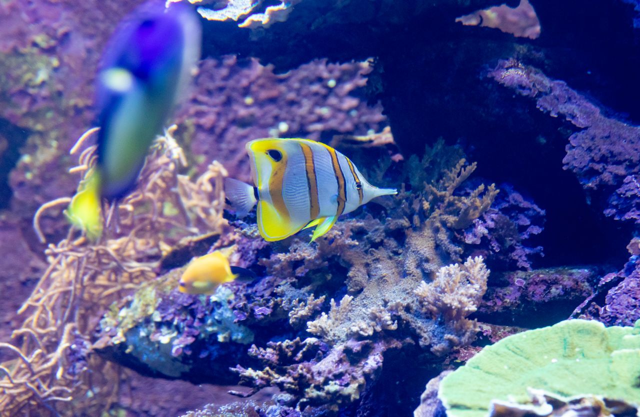 a beautiful close up of a copperband butterflyfish swimming amongst co