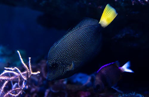 Zebrasoma gemmatum, Mauritian Tang Fish 