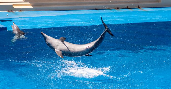 dolphin photo