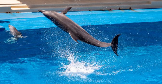 A dolphin leaps gracefully from the water during a marine show, capturing the excitement and beauty of these aquatic performers.