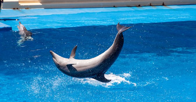 Dolphins perform an impressive jump and splash show in a blue aquatic setting.