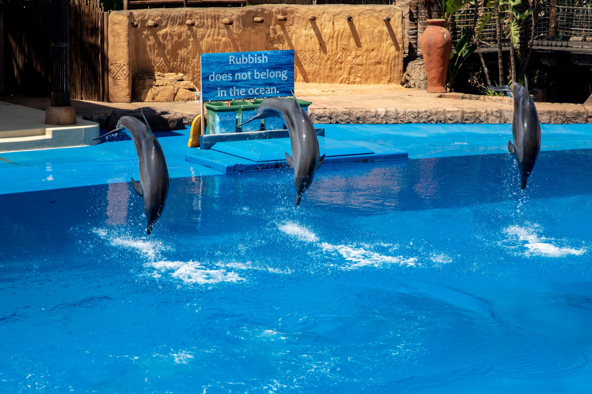 Three dolphins leap in a pool with a sign urging ocean cleanliness.