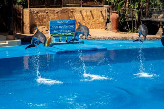 dolphin photo