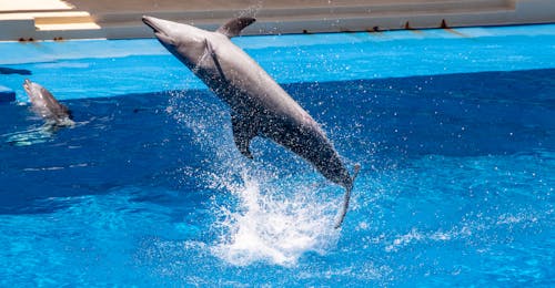 免费 水, 海豚, 海豚表演 的 免费素材图片 素材图片