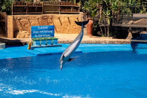 A Dolphin Diving on a Swimming Pool