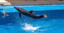 Dolphin Coast