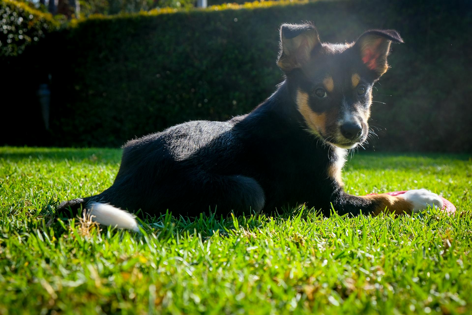 Närbild av en australisk kelpie som ligger ner på gräset