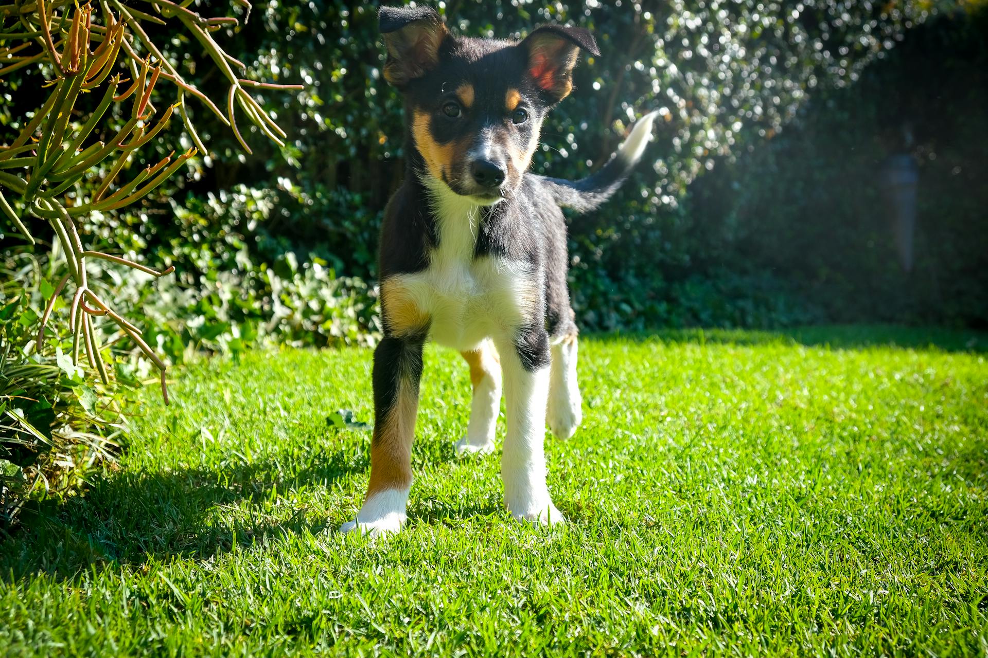 En närbild av en australisk kelpie som står