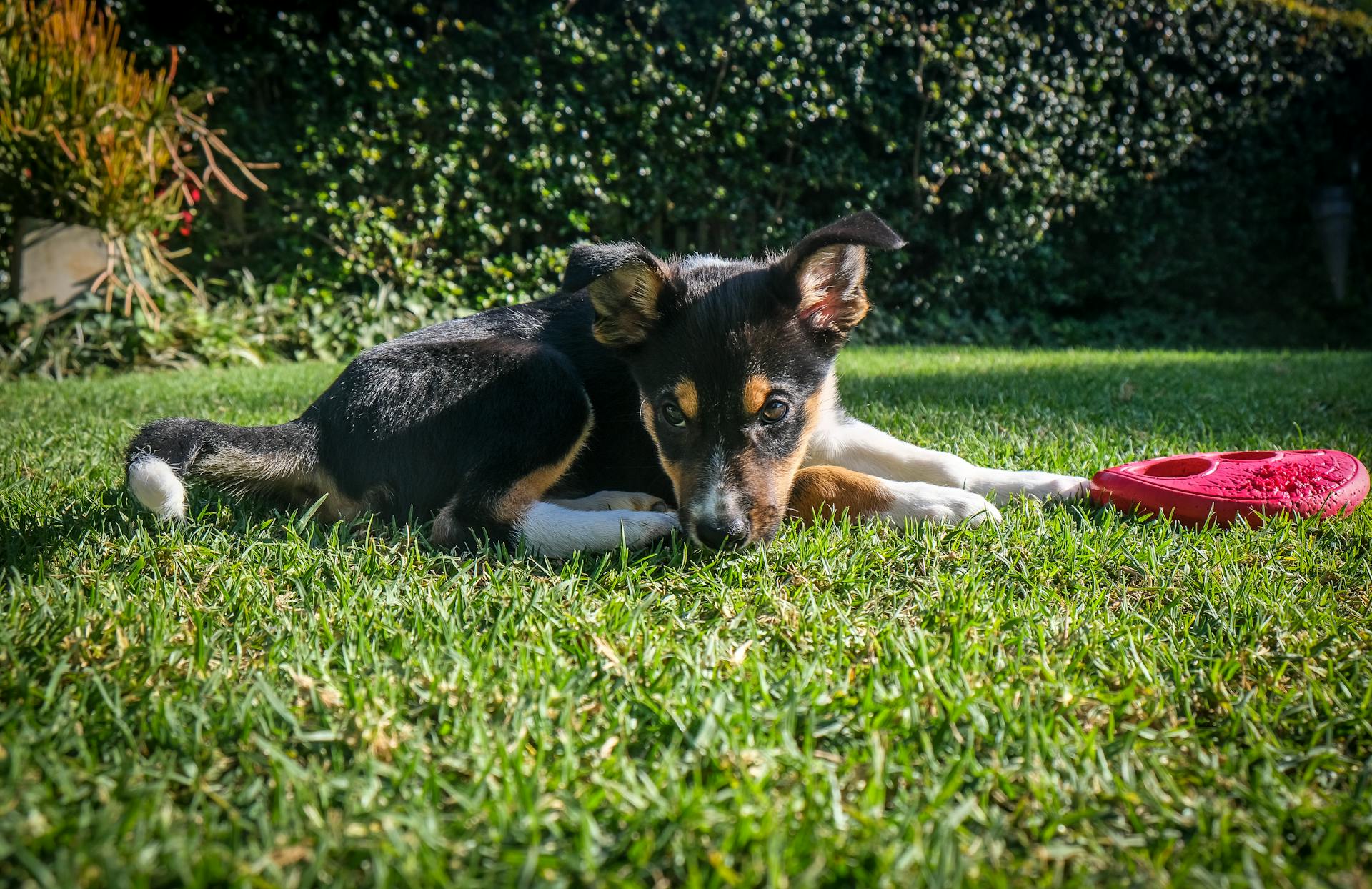 Cute Puppy Lying On the Grass With a Frisbee