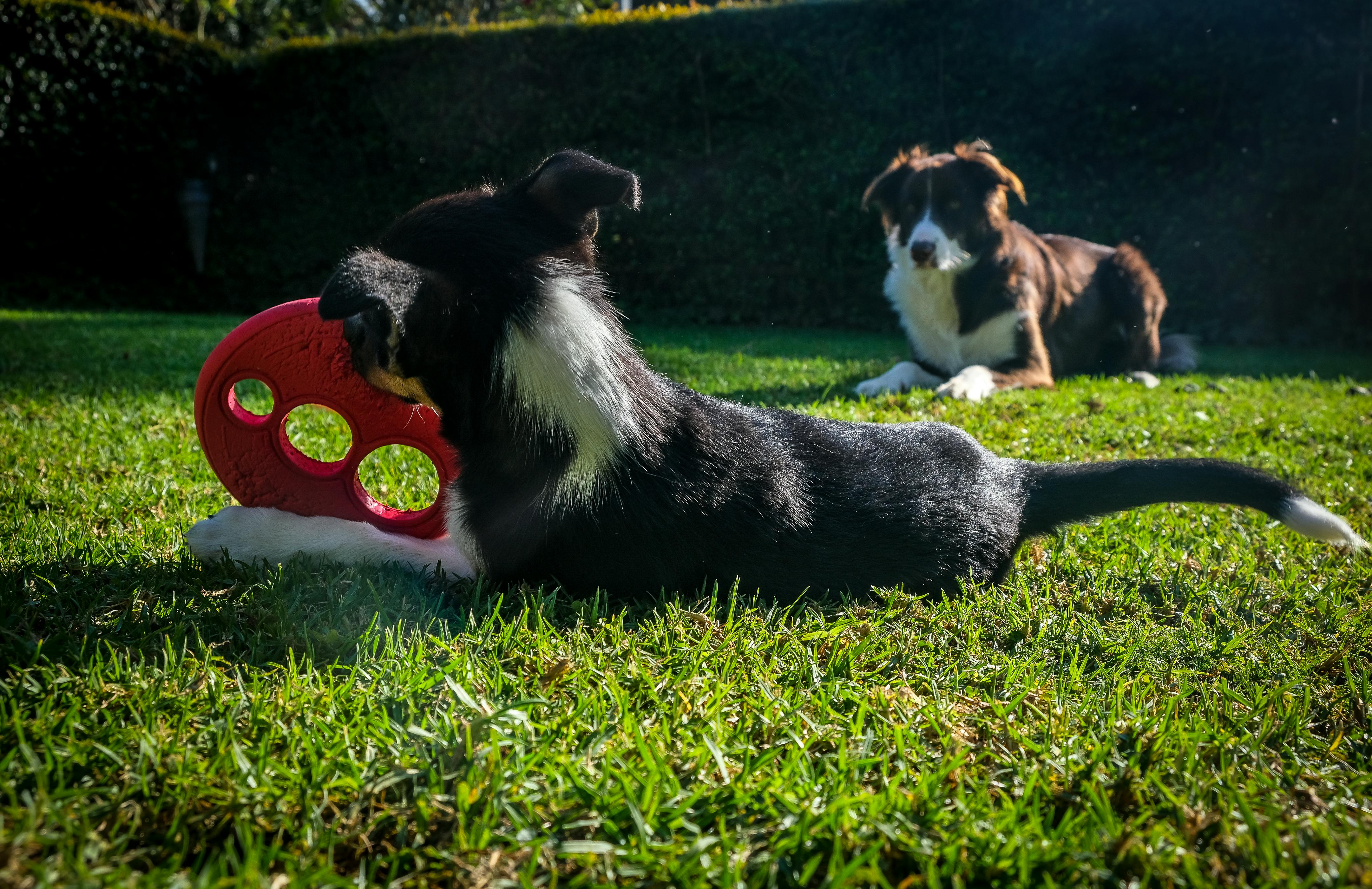 Dogs Playing while Lying on the Grass