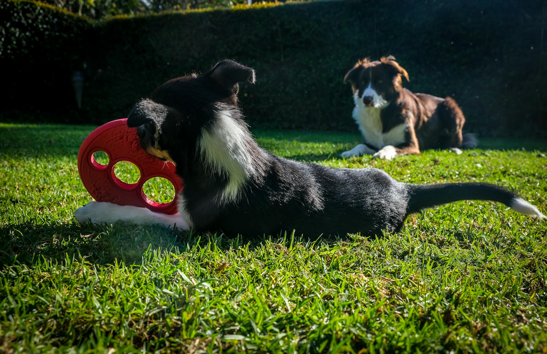 Dogs Playing while Lying on the Grass