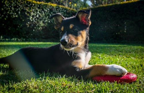 Free Puppy Lying on Grass Stock Photo