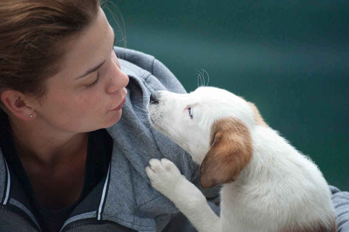 Free Woman Wearing Gray Jacket Beside White Puppy Stock Photo