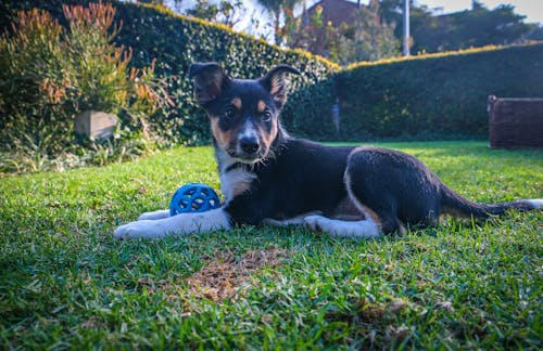 Free Puppy wit Blue Ball Stock Photo