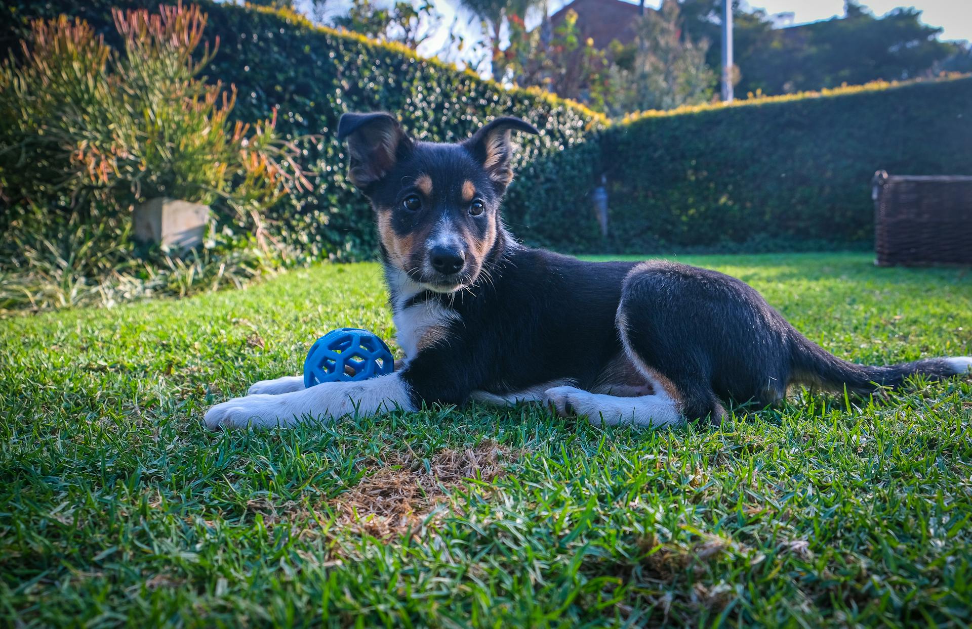 Puppy wit Blue Ball