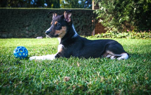 Kostnadsfri bild av border collie, gräs, hund