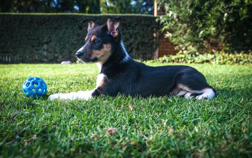 Free A playful Border Collie puppy lies on grass with a blue ball toy, enjoying the outdoors. Stock Photo