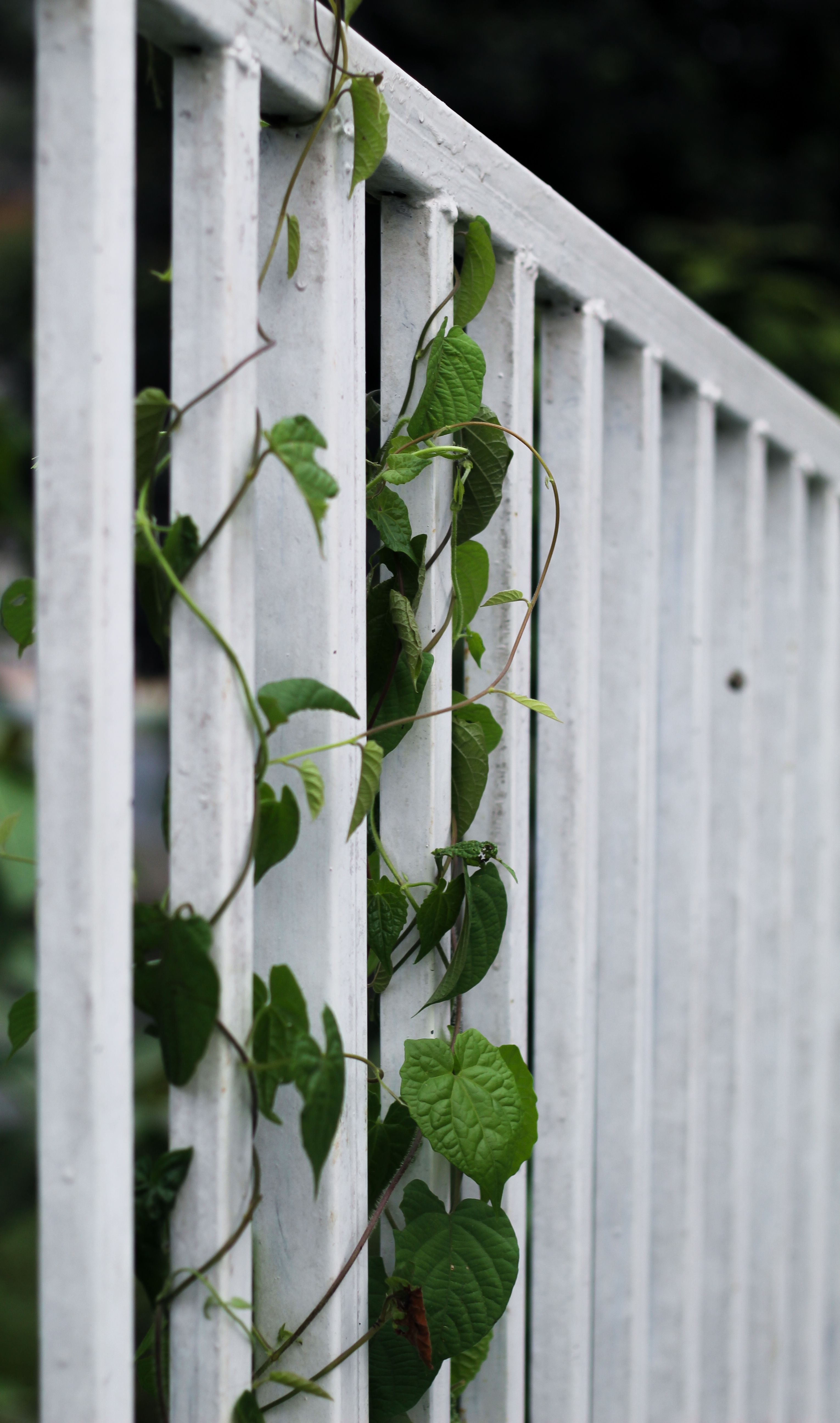 Fotomural Hiedra verde exuberante entrelazada en una cerca blanca al aire libre, perfecta para temas de jardinería.