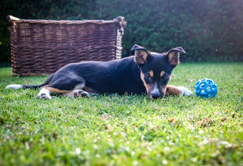 Free Blue Ball in front of a Dog Lying on Grass Stock Photo