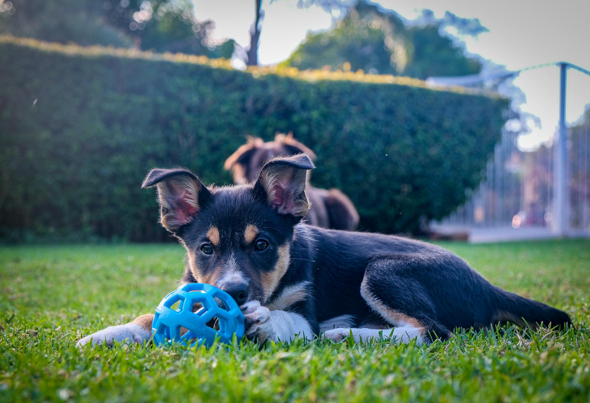 Puppy speelt met een blauwe bal