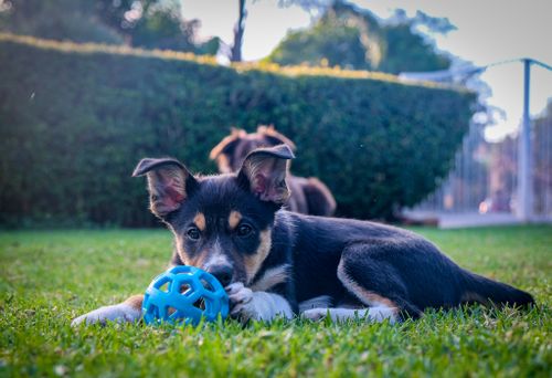 Free A cute border collie puppy lying on grass, playing with a blue ball in the backyard. Stock Photo