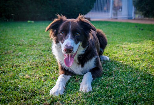 Border Collie with its Tongue Out