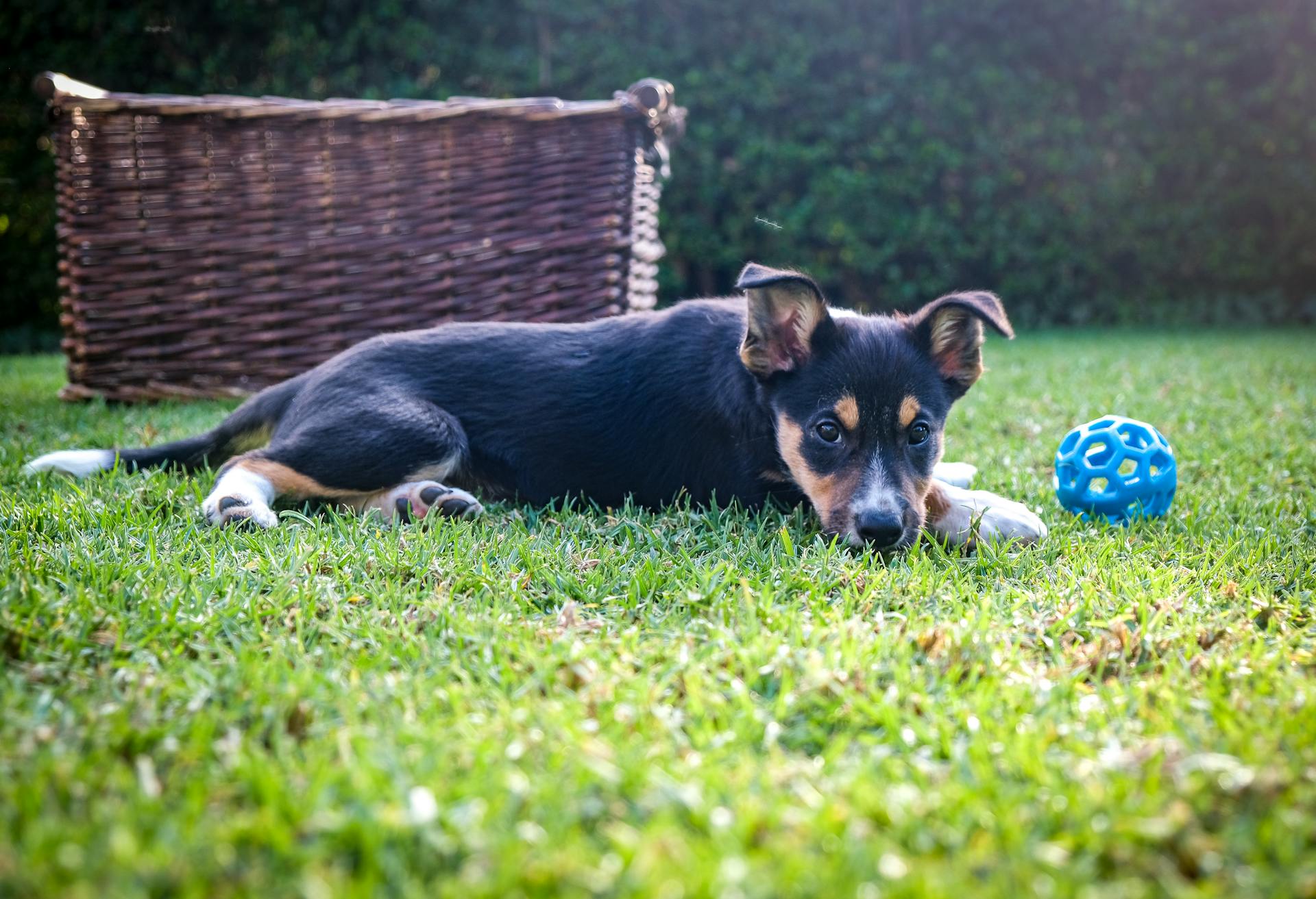 A Puppy Lying on Grass