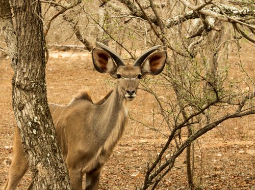 Free A kudu elegantly posing in a wildlife reserve, surrounded by barren trees. Stock Photo