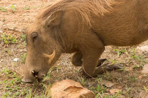 Free A detailed close-up image of a warthog grazing in a natural outdoor setting, showcasing wildlife behavior. Stock Photo
