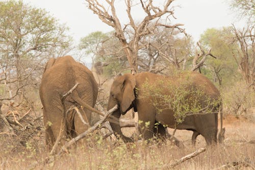 Kostnadsfri bild av afrikanska elefanter, djurfotografi, elefant snabel