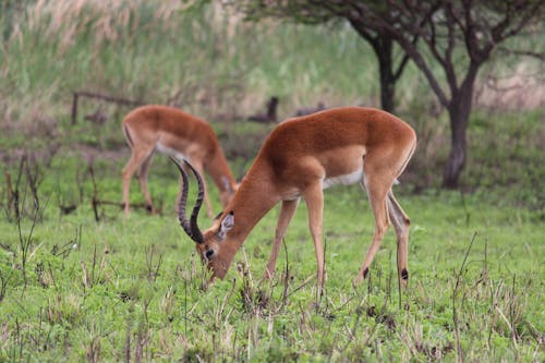 Ilmainen kuvapankkikuva tunnisteilla antilooppi, eläinkuvaus, impala