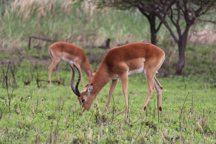 Brown Impala Eating Green Grass 