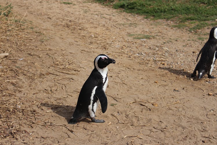 African Penguins Walking On Dry Ground