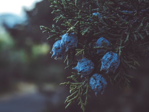 Fotografia Di Messa A Fuoco Selettiva Di Fiori Blu