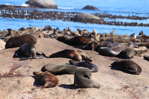 Free Herd of Sea Lions on the Shore Stock Photo