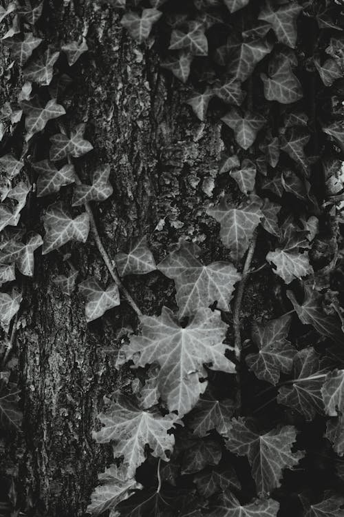 Grayscale Photo of Leaves on Tree Trunk