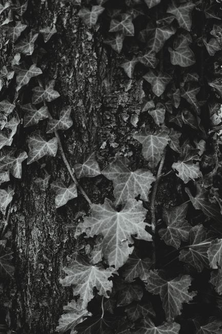 Black and white image of ivy climbing a tree trunk, showcasing texture and contrast.