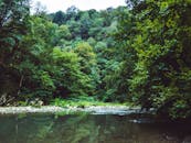 宁静的池塘倒映着热带雨林的静谧之美