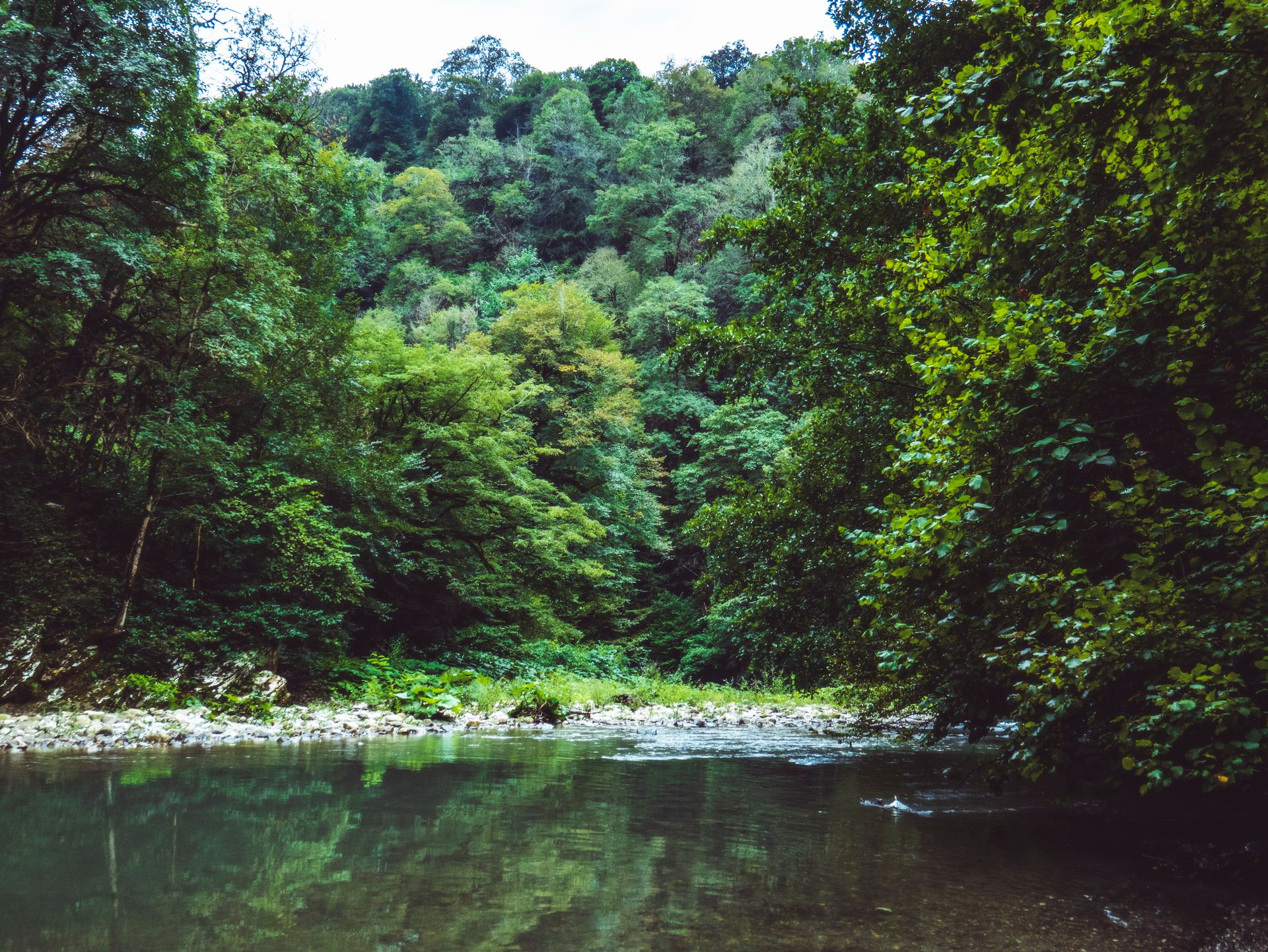 Green Leafed Trees Near Body of Water