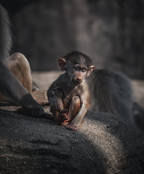 Shallow Focus of a Baby Baboon Sitting on the Rock