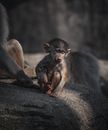 Monkey Sitting on Rock