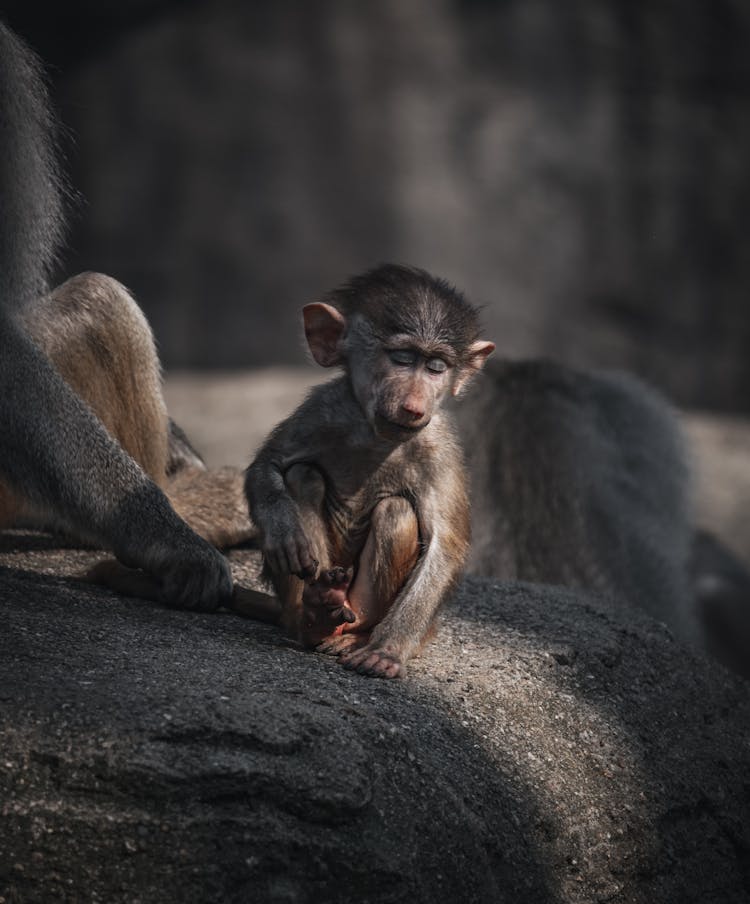 Shallow Focus Of A Baby Baboon Sitting On The Rock